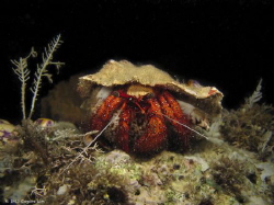 Hermit Crab - Manado, Indonesia by Eugene Lim 